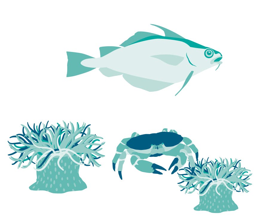 Illustratie visgemeenschap en benthische habitats